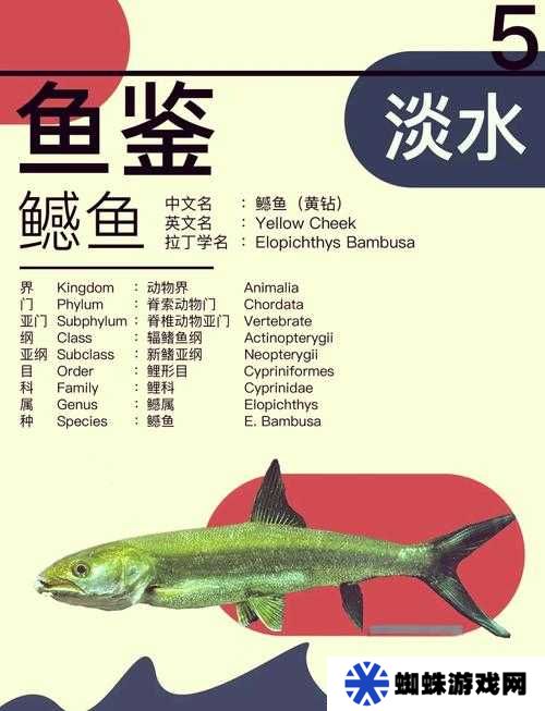 小森生活中，鳡魚王釣取位置究竟在哪里？資源管理為何離不開它？
